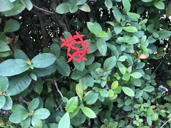 Ixora coccinea
