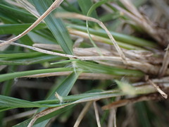 Eragrostis obtusa