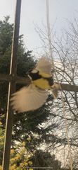 Parus major