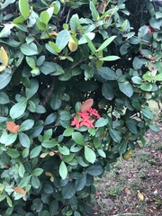 Ixora coccinea