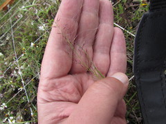 Muhlenbergia implicata