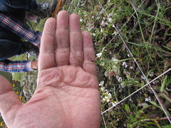 Muhlenbergia implicata