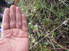 Muhlenbergia implicata