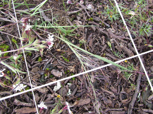 Muhlenbergia implicata