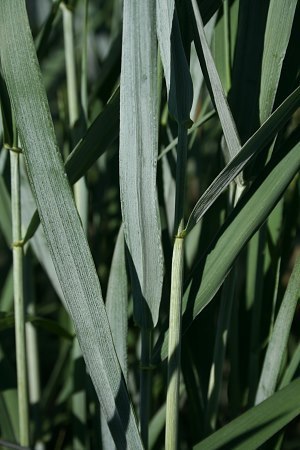 Canada Wild Rye (Plants Of Lathrop State Park) · INaturalist