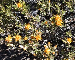 Chuquiraga avellanedae