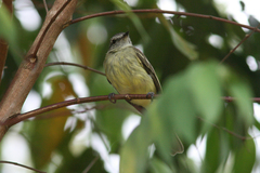 Myiopagis gaimardii