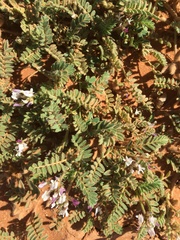 Astragalus stella - cruciatus