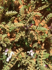 Astragalus stella - cruciatus