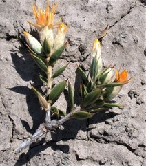 Chuquiraga avellanedae