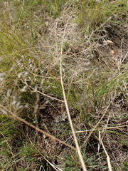 Eragrostis chloromelas