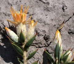 Chuquiraga avellanedae