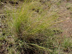 Eragrostis chloromelas