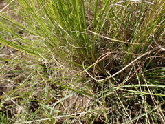 Eragrostis chloromelas