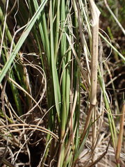 Eragrostis chloromelas