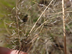 Eragrostis chloromelas