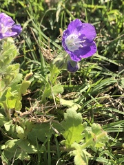 Phacelia patuliflora