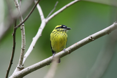 Todirostrum chrysocrotaphum