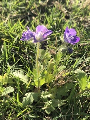 Phacelia patuliflora