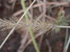 Setaria sphacelata torta