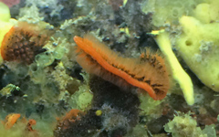Watersipora cucullata
