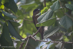 Pachyramphus validus