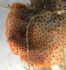 Watersipora cucullata