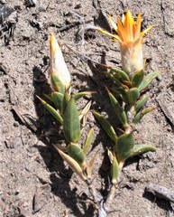 Chuquiraga avellanedae