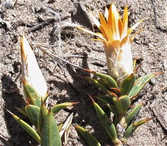 Chuquiraga avellanedae