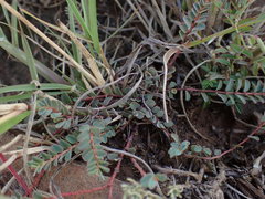 Euphorbia inaequilatera