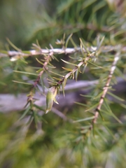 Oligotrophus juniperinus