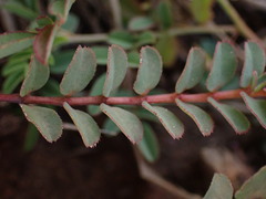 Euphorbia inaequilatera
