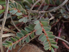 Euphorbia inaequilatera