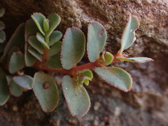 Euphorbia inaequilatera