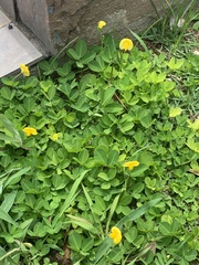 Arachis repens