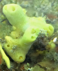 Halichondria bowerbanki