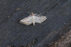 Marasmia cochrusalis