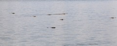 Crocodylus niloticus africanus