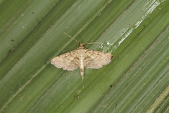 Marasmia cochrusalis