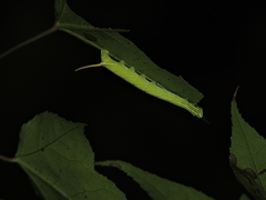 Cypoides chinensis