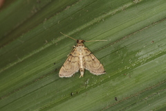 Marasmia cochrusalis