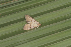 Marasmia cochrusalis
