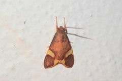 Trichromia flavoroseus