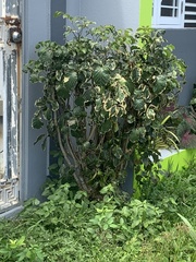 Polyscias guilfoylei