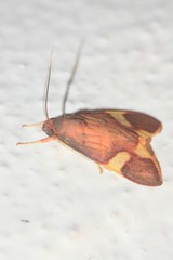 Trichromia flavoroseus