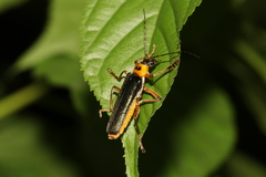 Lycocerus