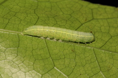 Eutelia adulatricoides
