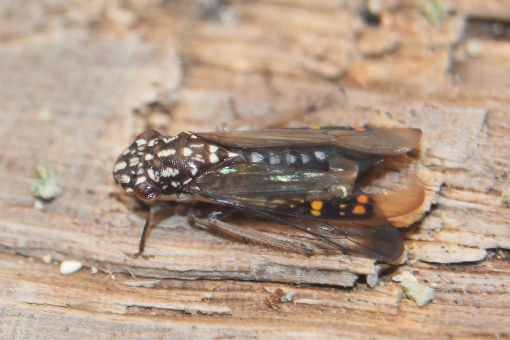 Egidemia