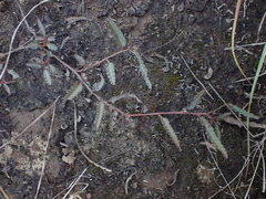 Corchorus asplenifolius