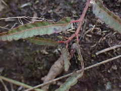 Corchorus asplenifolius